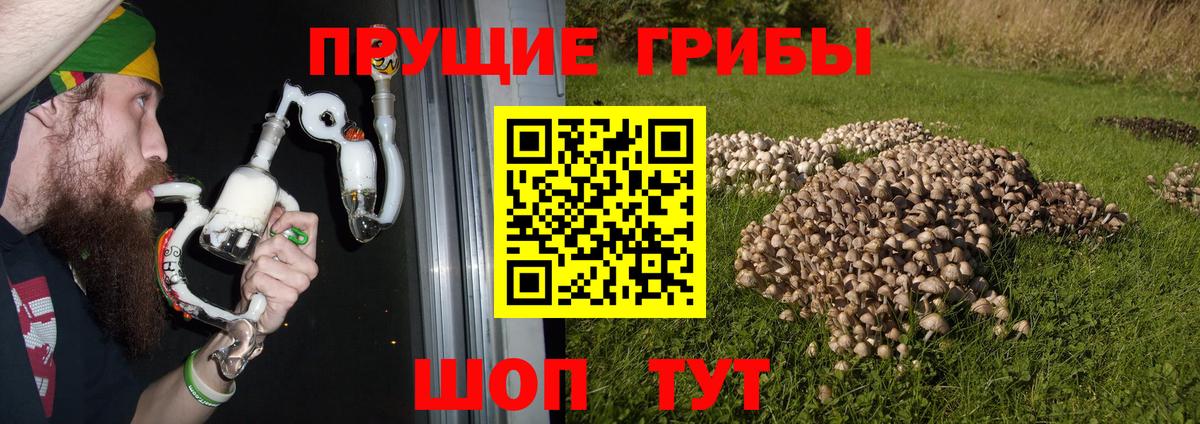 Псилоцибиновые грибы GOLDEN TEACHER  Вход с VPN  Хабаровск  Галлюциногенные грибы мухоморы 